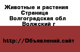  Животные и растения - Страница 2 . Волгоградская обл.,Волжский г.